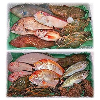 fish1.jpg