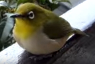 mejiro1.jpg