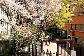 sakura1.jpg