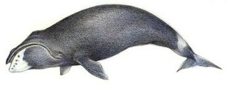 whale1.jpg